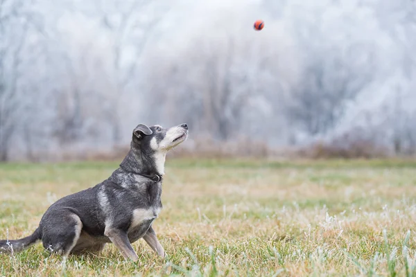Köpek eğitimde top bekliyor. — Stok fotoğraf