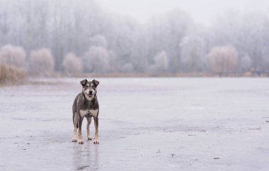 Donmuş gölün üzerinde duran köpek.