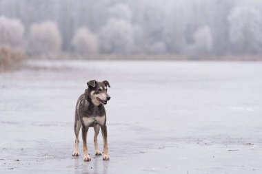 Donmuş gölün üzerinde duran köpek.