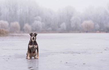 Donmuş gölde oturan köpek.