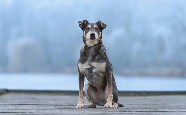 公園内の犬のクローズアップ写真 — ストック写真