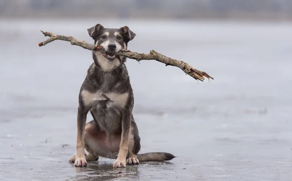 Pies kundel siedzi z drewnianym kijem — Zdjęcie stockowe