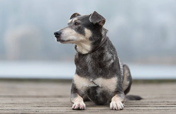 Foto de close-up de um cão no parque — Fotografia de Stock