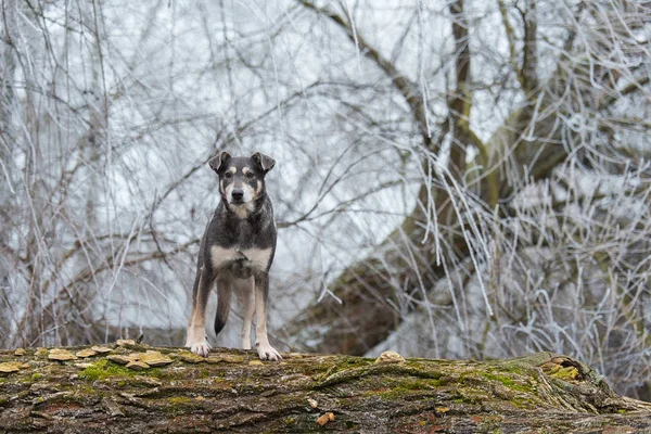 Köpek doğada bir ağaç gövdesine tırmanıyor. — Stok fotoğraf