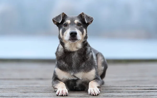 公園内の犬のクローズアップ写真 — ストック写真