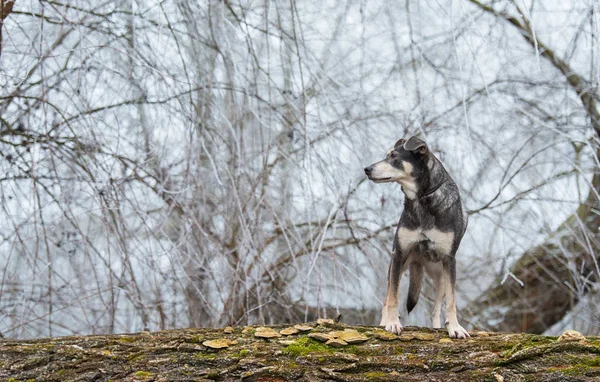 Собака лазает по стволу дерева на природе — стоковое фото