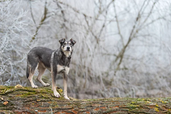 Собака лазает по стволу дерева на природе — стоковое фото