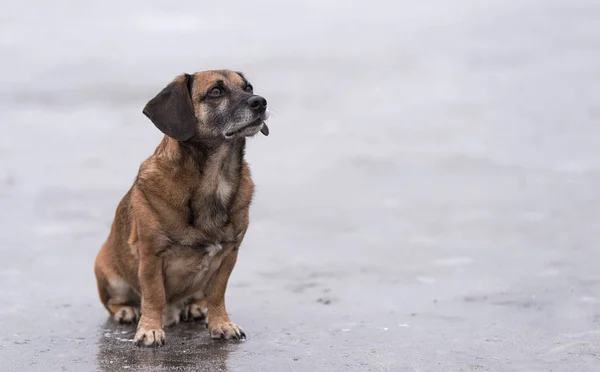 Собака сидит на замерзшем озере — стоковое фото