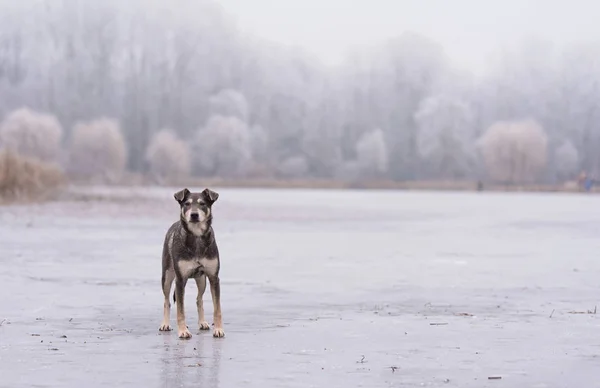 Donmuş gölün üzerinde duran köpek. — Stok fotoğraf