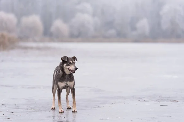 Собака, стоящая на замерзшем озере — стоковое фото