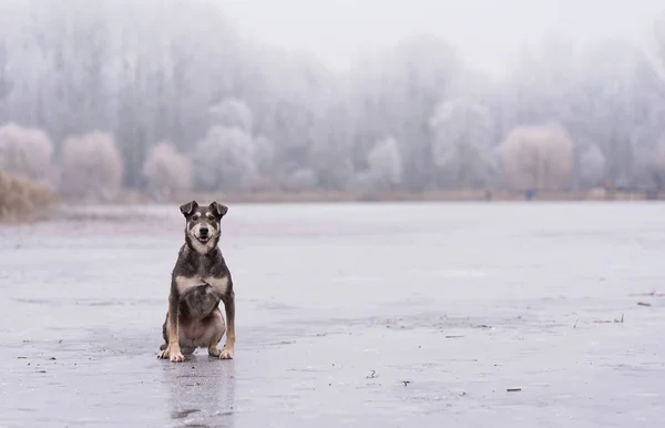 Собака сидит на замерзшем озере — стоковое фото