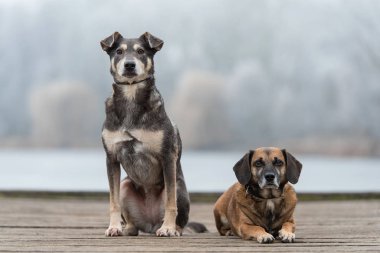 Parkta dinlenen iki köpek.