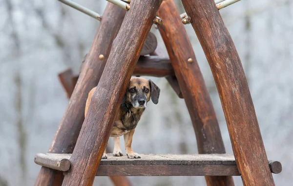 Cane misto seduto su un telaio di legno — Foto Stock