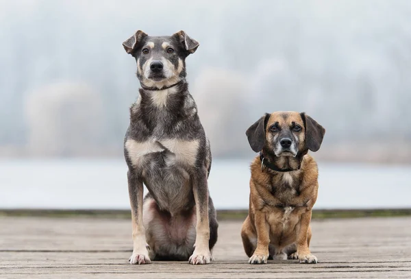 Due cani che riposano nel parco — Foto Stock