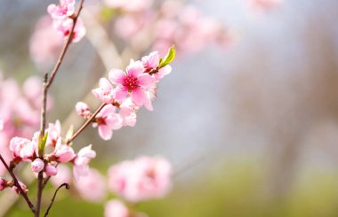 Pembe çiçek açan kiraz ağacı ve bokeh ışıkları. Bahar arkaplanı için pembe çiçekler