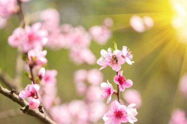 Pembe çiçek açan kiraz ağacı ve güneş ışığı. Bahar arkaplanı için pembe çiçekler