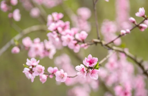 Pink blossoming cherry tree with bokeh lights. Pink flowers for spring background — Stock Photo, Image