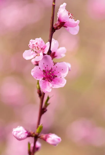 Różowe kwitnące drzewo wiśniowe ze światłami bokeh. Różowe kwiaty na wiosnę tło — Zdjęcie stockowe
