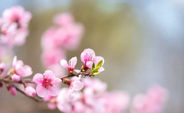 Roze bloeiende kersenboom met bokeh lichten. Roze bloemen voor de lente achtergrond — Stockfoto