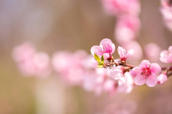 Pink blossoming cherry tree with bokeh lights. Pink flowers for spring background — 스톡 사진