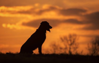 Köpek portre gün batımında