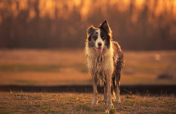 Gün batımında parkta duran ıslak köpek. — Stok fotoğraf