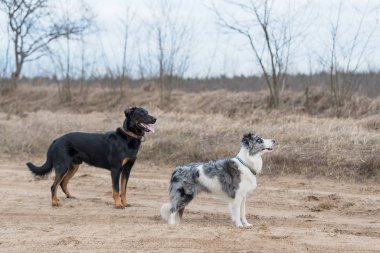 Collie ve Beauceron köpekleri.