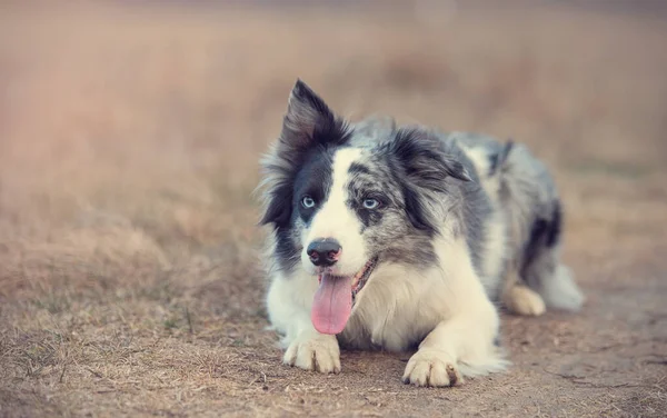 Border Collie chien écouter en formation — Photo