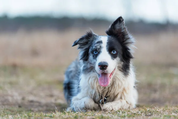 Border Collie pies słuchać na treningu — Zdjęcie stockowe