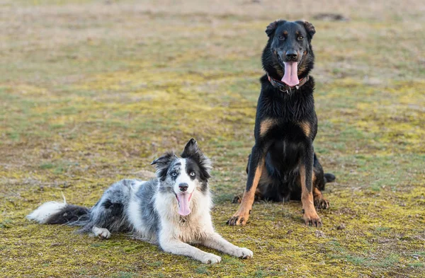 Frontera Collie un un Beauceron perros —  Fotos de Stock