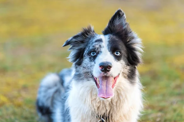 Фото собаки Border Collie — стоковое фото