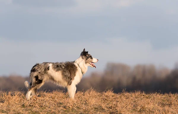 Foto Cão Border Collie Parque — Fotografia de Stock