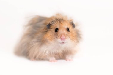 Beyaz arkaplanda hamster portresi (buruna odaklan)