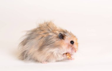 Sevimli hamster beyaz arka planda yemek yiyor.