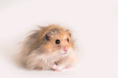 Beyaz arkaplanda hamster portresi