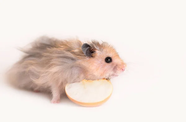 Liebenswerter Hamster Auf Weißem Hintergrund — Stockfoto