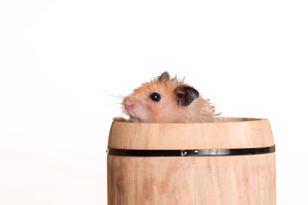 Adorable Hamster Small Barrel White Background — Stock Photo, Image