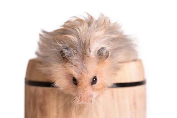 Adorable Hamster Small Barrel White Background — Stock Photo, Image