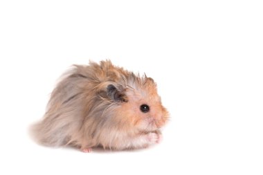 Beyaz arka planda yemek yiyen sevimli bir hamster.