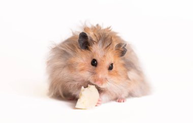 Beyaz arka planda yemek yiyen sevimli bir hamster.