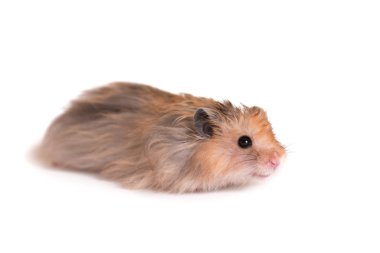 Beyaz arkaplanda hamster portresi (buruna odaklan)