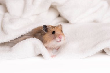 Beyaz arka planda sevimli bir hamster.