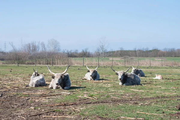 Šedý Dobytek Farmě Slunečný Den — Stock fotografie