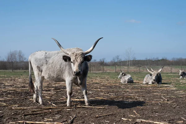Graue Rinder Auf Dem Hof Einem Sonnigen Tag — Stockfoto