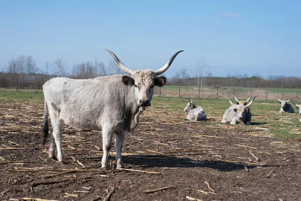 Graue Rinder Auf Dem Hof Einem Sonnigen Tag — Stockfoto