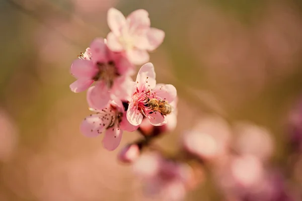 Pink Peach Flower Blossom Garden Closeup Photo — Stock Photo, Image