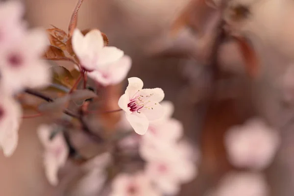 Pink Peach Flower Blossom Garden Closeup Photo — Stock Photo, Image