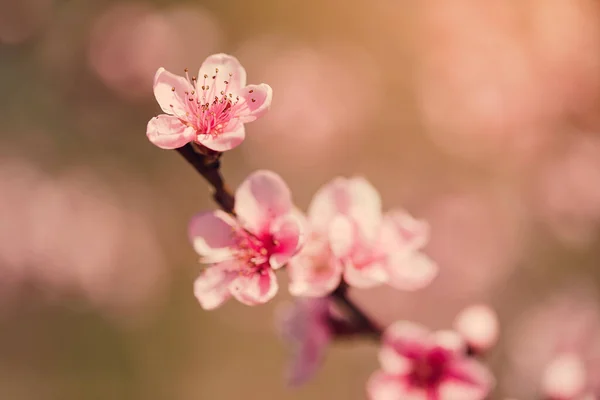 Pfirsichblüten Blühen Garten Nahaufnahme — Stockfoto