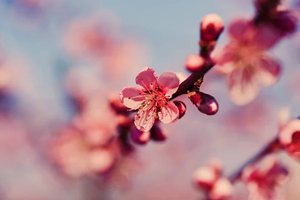 Pink Peach Flower Blossom Garden Closeup Photo — Stock Photo, Image