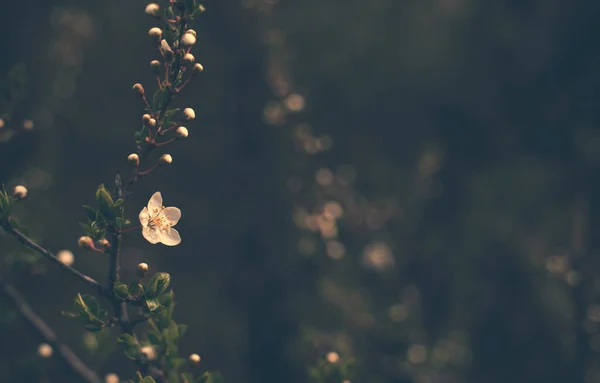 Dunkles Foto Einer Blühenden Weißen Blume Der Natur — Stockfoto